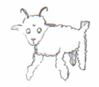 你畫的不是小羊，是頭公羊，還有犄角呢。