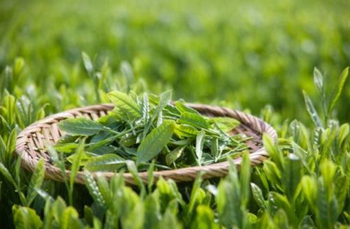 長期飲用綠茶易患腳氣 瞭解綠茶的四個副作用