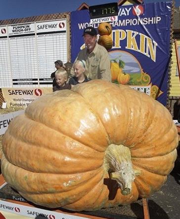 美國一男子薩德·斯塔爾種出重805公斤的「南瓜王」