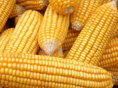 如何挑選玉米？吃玉米的食用禁忌