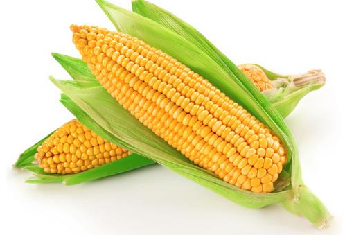 7類人吃玉米等於「自殺」