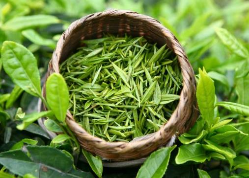 喝綠茶有減肥的功效嗎？喝綠茶能減肥嗎