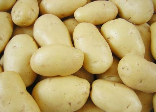 存放土豆不宜用塑料袋-存放土豆的正確方法