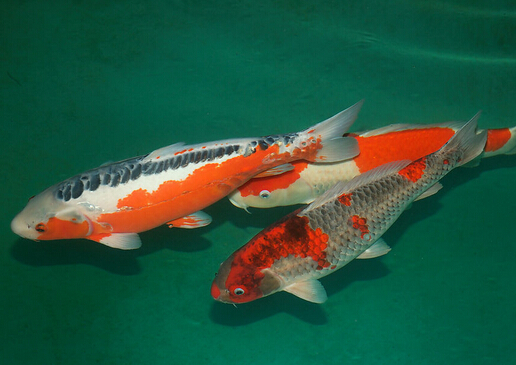 錦鯉魚怎麼養？如何對錦鯉魚進行魚病防治？