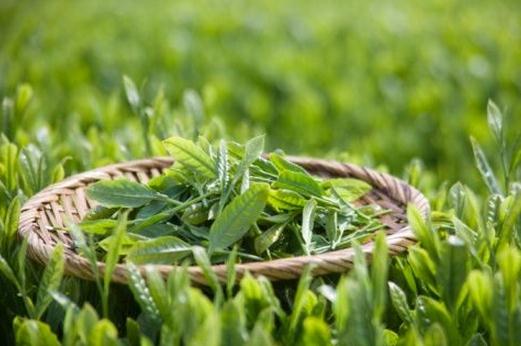 喝綠茶能減肥？綠茶的瘦身作用