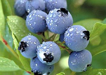 吃藍莓有什麼好處？藍莓怎麼吃？藍莓的功效與作用