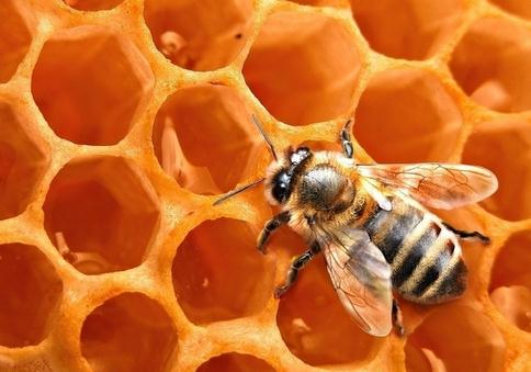蜂蜜的功效-吃蜂蜜可緩解經痛