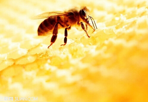 蜂蜜能減肥嗎？蜂蜜減肥法的具體步驟