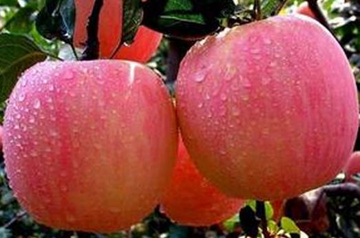 苹果也有两面性 这2类人不宜吃苹果