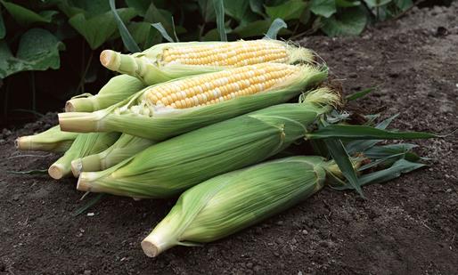 玉米的營養和功效