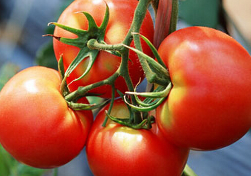 西红柿的功效-男人要多吃番茄