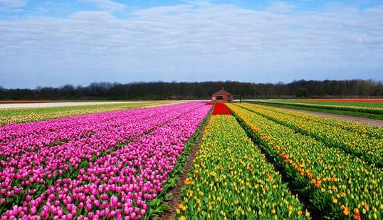 来荷兰欣赏花车的盛会吧！